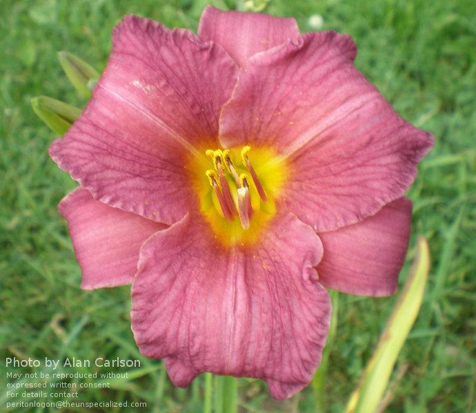 Photo of Daylily (Hemerocallis 'Purple De Oro') uploaded by vic