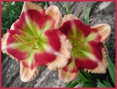 Photo of Daylily (Hemerocallis 'Peppermint Delight') uploaded by Calif_Sue