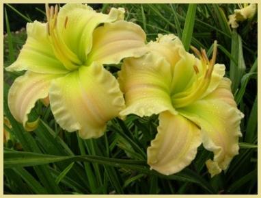 Photo of Daylily (Hemerocallis 'Texas Beautiful Bouquet') uploaded by Calif_Sue