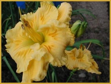 Photo of Daylily (Hemerocallis 'Empire Queen') uploaded by Calif_Sue