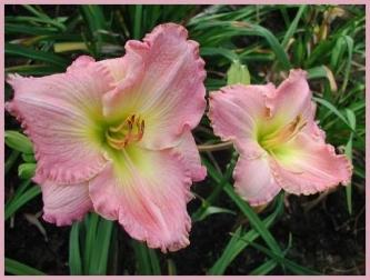 Photo of Daylily (Hemerocallis 'End of the Day') uploaded by Calif_Sue