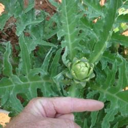 Location: MoonDance Farm, NC
Date: 2011-06-12
Young bud of Imperial Star artichoke