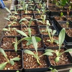 
Date: 2011-02-18
Imperial Star artichoke seedlings showing cotyledons (rounded lea