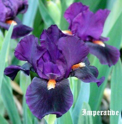 Photo of Intermediate Bearded Iris (Iris 'Imperative') uploaded by Ladylovingdove