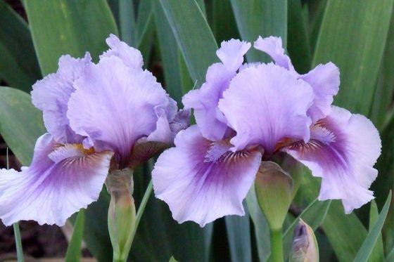Photo of Intermediate Bearded Iris (Iris 'Megglethorp') uploaded by Ladylovingdove