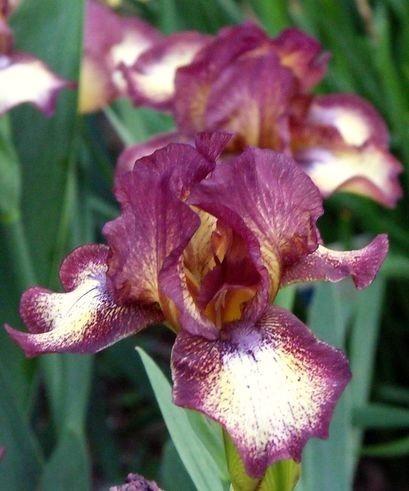 Photo of Intermediate Bearded Iris (Iris 'Hot Fudge') uploaded by Ladylovingdove