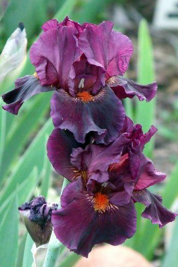 Photo of Intermediate Bearded Iris (Iris 'Jump Start') uploaded by Ladylovingdove
