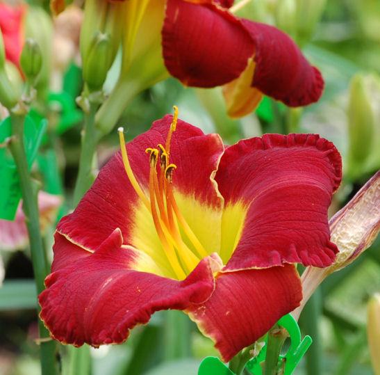Photo of Daylily (Hemerocallis 'Mississippi Red Bed Beauty') uploaded by mbouman
