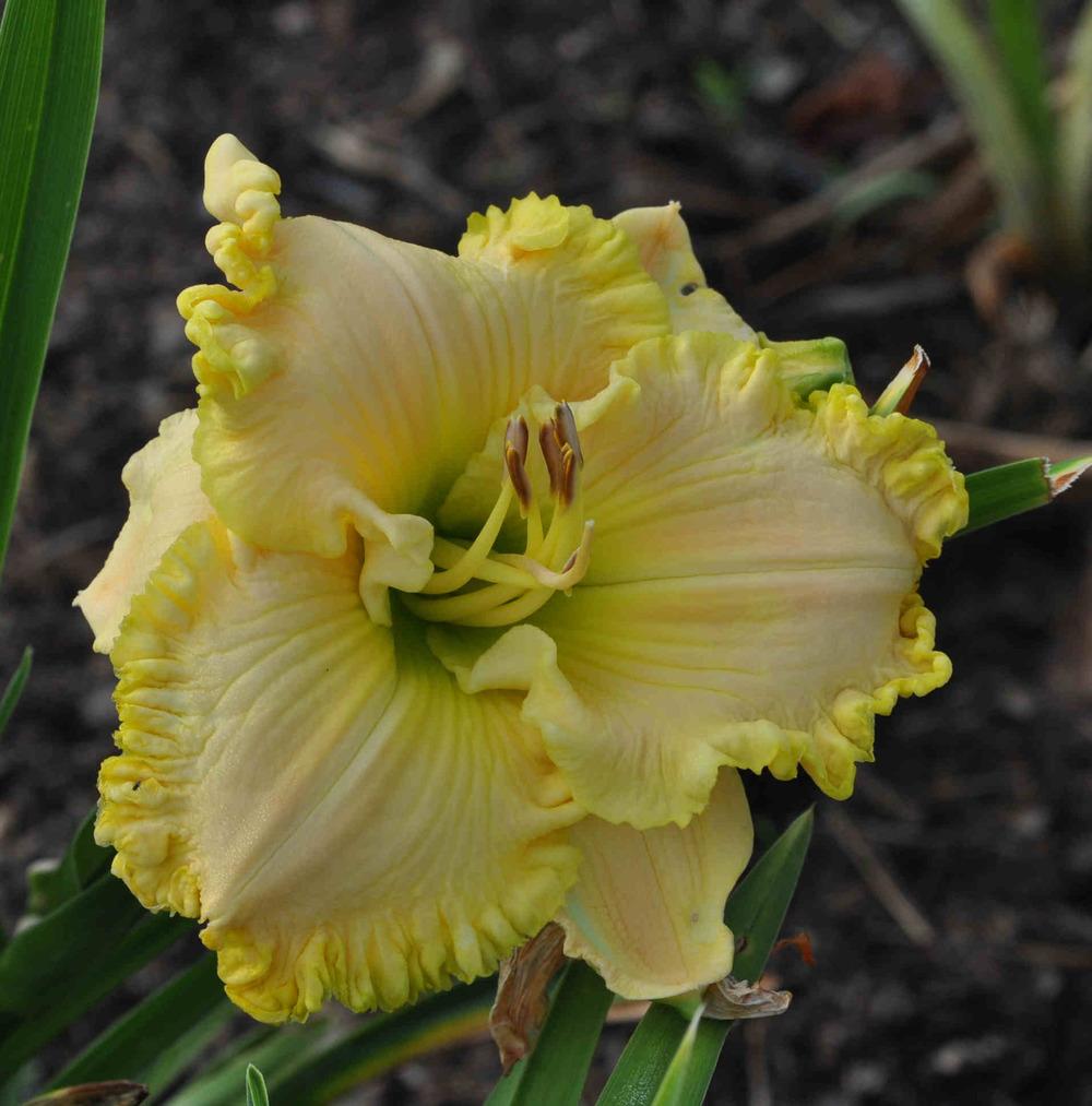 Photo of Daylily (Hemerocallis 'Moment in the Sun') uploaded by mbouman