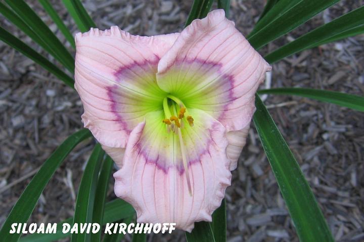 Photo of Daylily (Hemerocallis 'Siloam David Kirchhoff') uploaded by mcash70