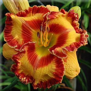 Photo of Daylily (Hemerocallis 'Parrots of the Caribbean') uploaded by vic