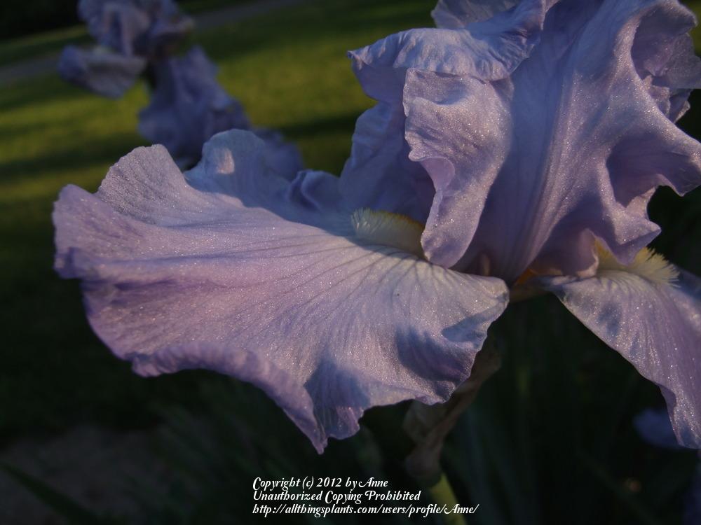 Photo of Tall Bearded Iris (Iris 'Babbling Brook') uploaded by Anne