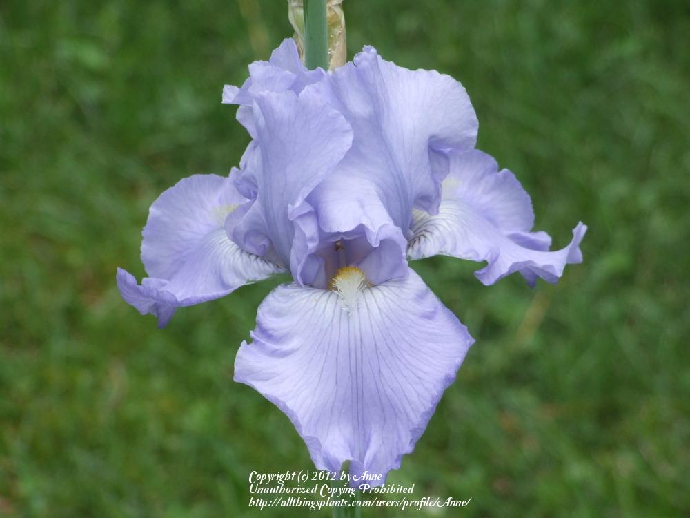 Photo of Tall Bearded Iris (Iris 'Babbling Brook') uploaded by Anne