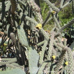 Location: Austin ,TX
Date: February
Cholla cactus, also known as Teddy Bear cactus