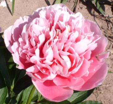 Photo of Garden Peony (Paeonia 'Etched Salmon') uploaded by Calif_Sue
