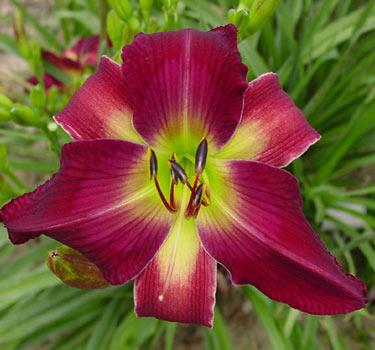 Photo of Daylily (Hemerocallis 'Help from Your Friends') uploaded by Calif_Sue