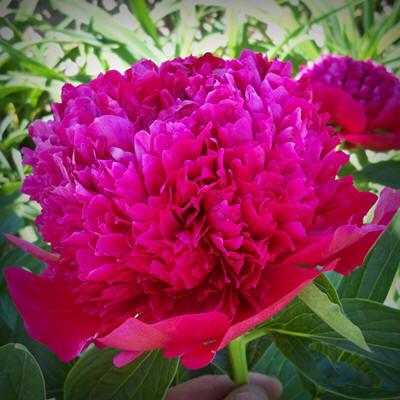Photo of Peony (Paeonia 'Red Charm') uploaded by Calif_Sue
