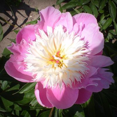 Photo of Peony (Paeonia lactiflora 'Bowl of Beauty') uploaded by Calif_Sue