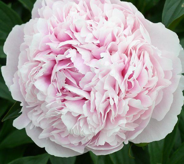 Photo of Peony (Paeonia lactiflora 'Shirley Temple') uploaded by Calif_Sue