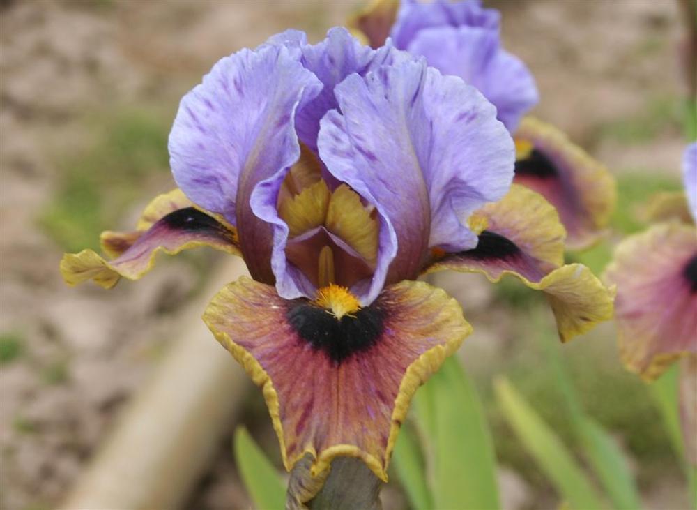 Photo of Arilbred Iris (Iris 'Eye to Eye') uploaded by KentPfeiffer
