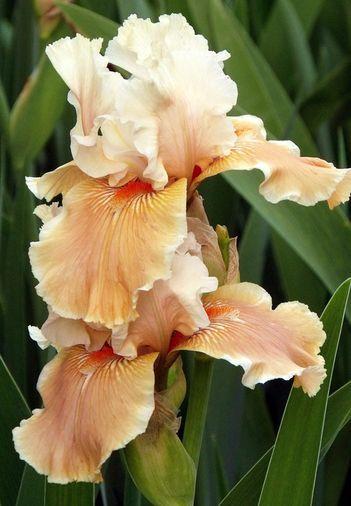Photo of Tall Bearded Iris (Iris 'Fondation Van Gogh') uploaded by Ladylovingdove