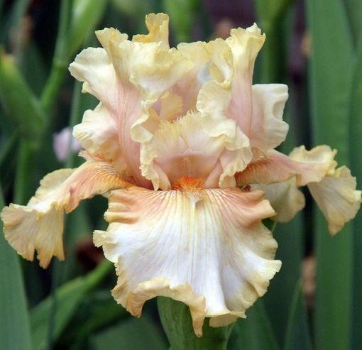 Photo of Tall Bearded Iris (Iris 'Impeccable Taste') uploaded by Ladylovingdove