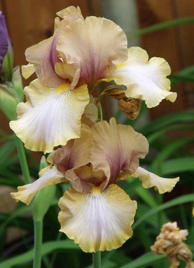 Photo of Tall Bearded Iris (Iris 'Art Project') uploaded by Ladylovingdove