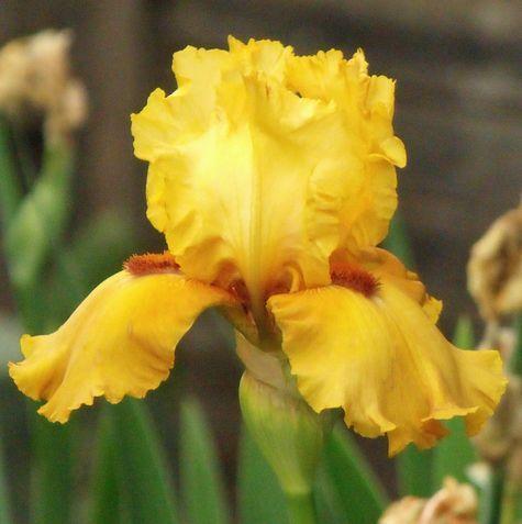 Photo of Tall Bearded Iris (Iris 'Virginia Rudkin') uploaded by Ladylovingdove