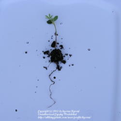 Location: My Cincinnati, Ohio garden
Date: Spring 2006
Taproot on a small seedling