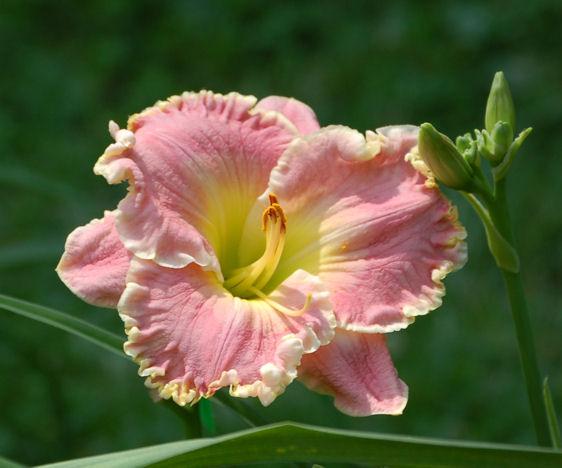 Photo of Daylily (Hemerocallis 'Shores of Time') uploaded by mbouman