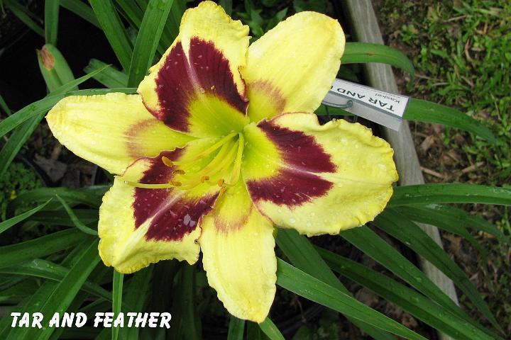 Photo of Daylily (Hemerocallis 'Tar and Feather') uploaded by mcash70