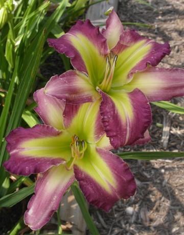 Photo of Daylily (Hemerocallis 'Westbourne a Chip off the Ol Block') uploaded by vic