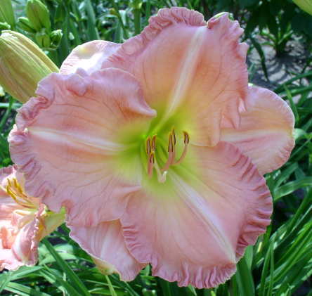 Photo of Daylily (Hemerocallis 'Legends of the Fall') uploaded by Calif_Sue
