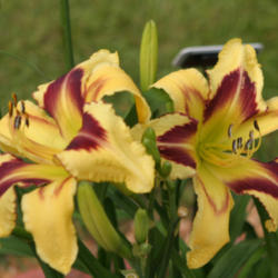 
Date: 2004-12-28
Photo courtesy of Paul Aucoin of Shantih Daylily Gardens.