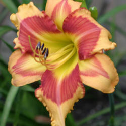 
Date: 2005-07-02
Photo courtesy of Paul Aucoin of Shantih Daylily Gardens.
