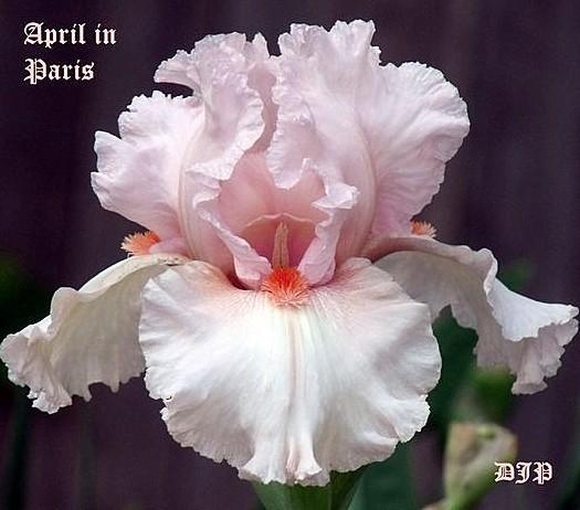 Photo of Tall Bearded Iris (Iris 'April in Paris') uploaded by Ladylovingdove