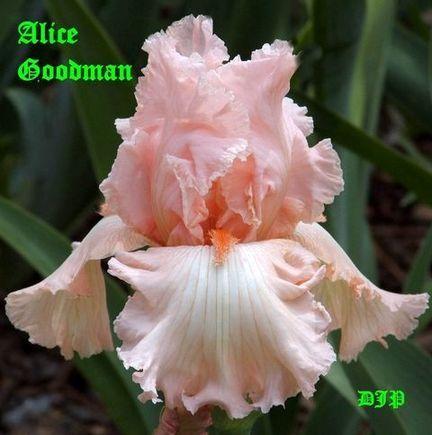 Photo of Tall Bearded Iris (Iris 'Alice Goodman') uploaded by Ladylovingdove