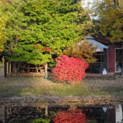 Location: My Northeastern Indiana Gardens - Zone 5b
Date: 2011-10-10
In the landscape