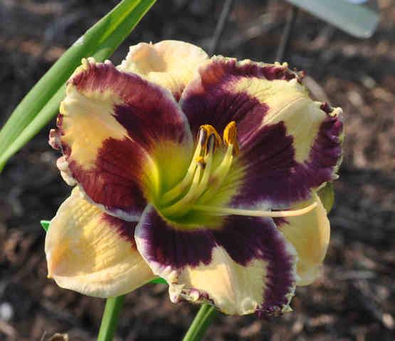 Photo of Daylily (Hemerocallis 'Special Candy') uploaded by mbouman