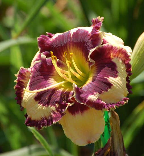 Photo of Daylily (Hemerocallis 'Special Candy') uploaded by mbouman