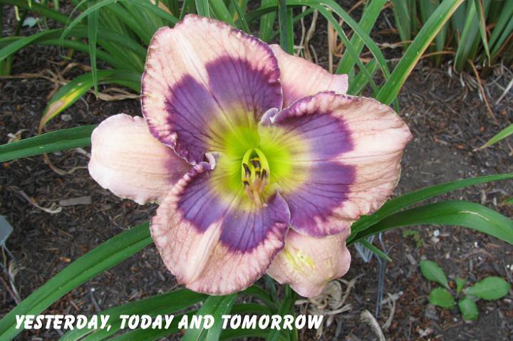 Photo of Daylily (Hemerocallis 'Yesterday, Today And Tomorrow') uploaded by mcash70