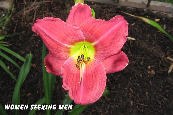 Photo of Daylily (Hemerocallis 'Women Seeking Men') uploaded by mcash70