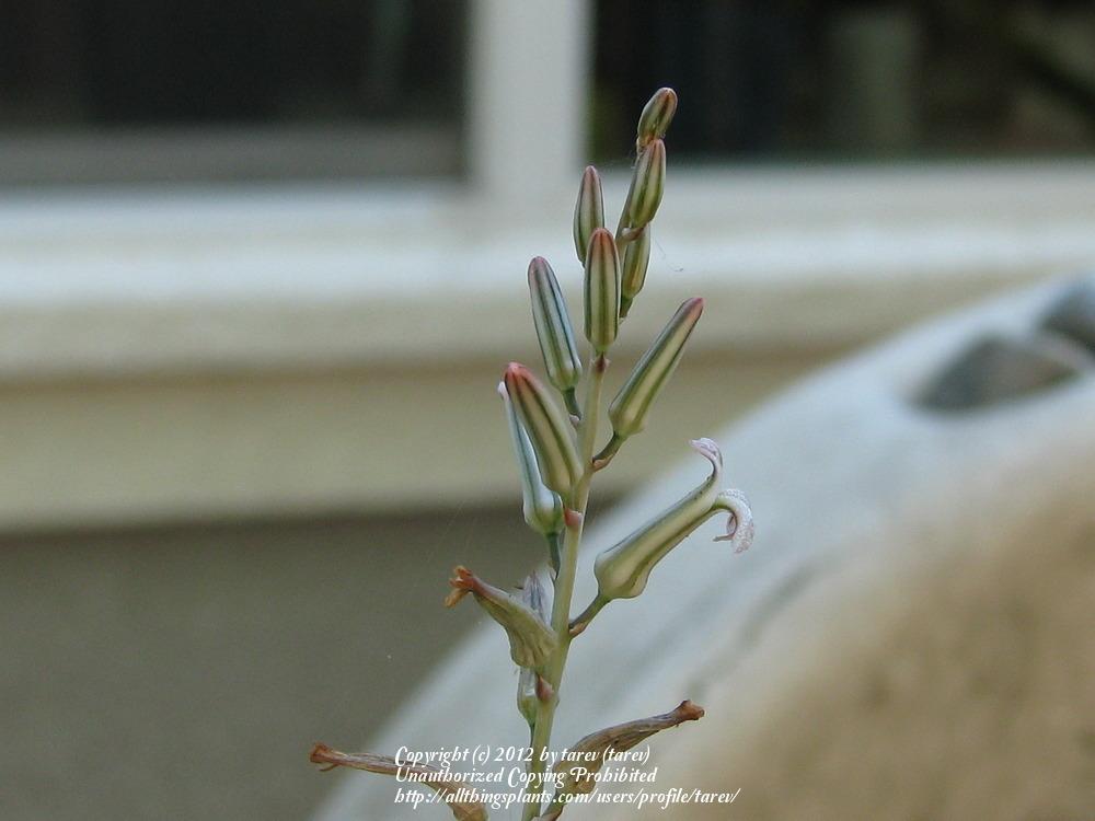Photo of Fairy Washboard (Haworthiopsis limifolia) uploaded by tarev
