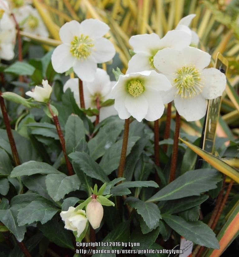 Photo of Hellebore (Helleborus niger Gold Collection® Jacob) uploaded by valleylynn