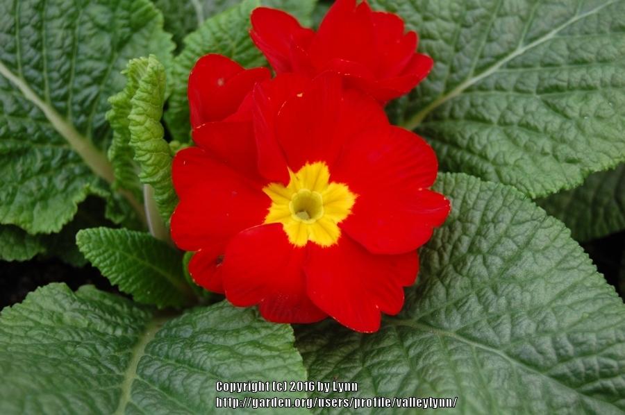 Photo of Primroses (Primula) uploaded by valleylynn