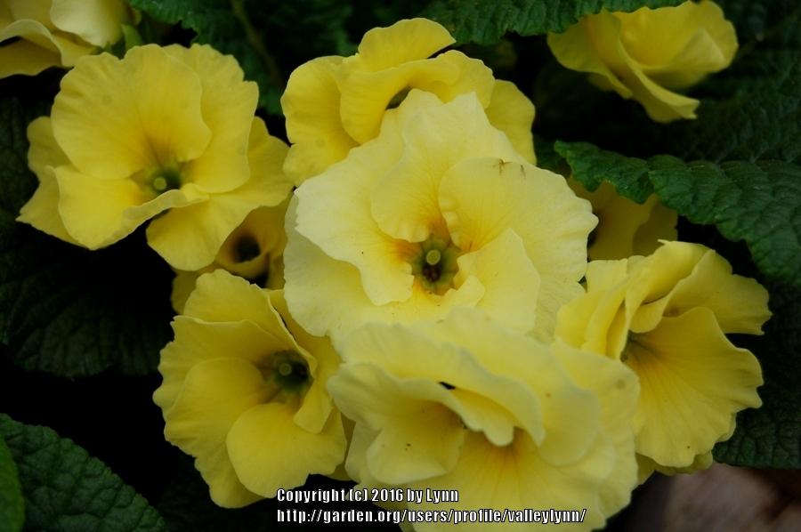 Photo of English Primrose (Primula vulgaris subsp. vulgaris) uploaded by valleylynn