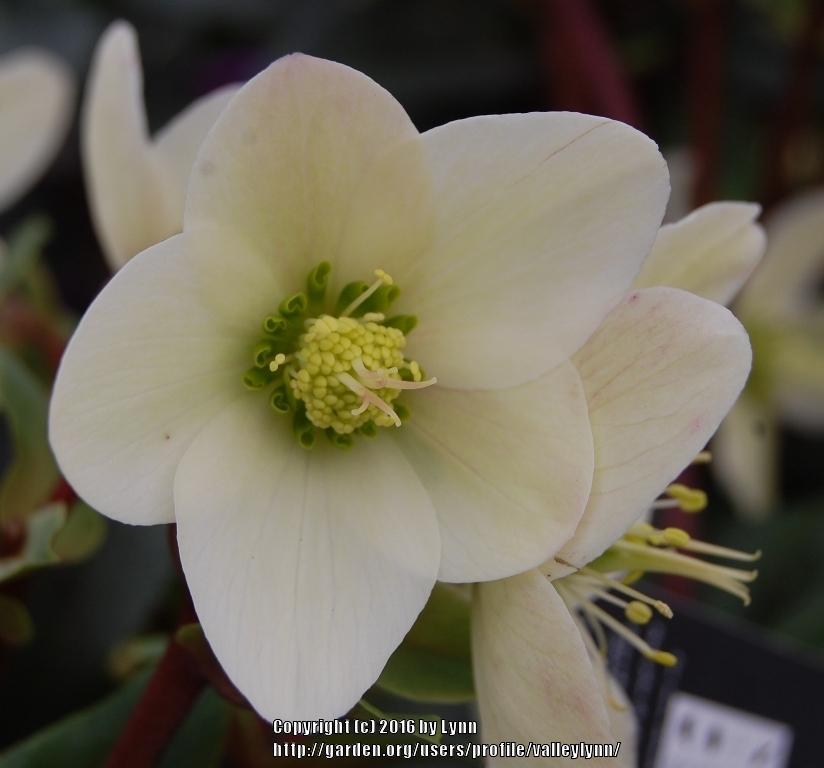 Photo of Hellebore (Helleborus Gold Collection® Champion) uploaded by valleylynn