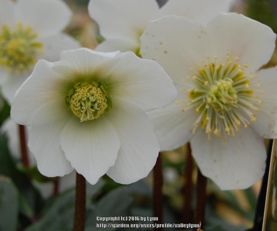 Photo of Hellebore (Helleborus niger Gold Collection® Jacob) uploaded by valleylynn