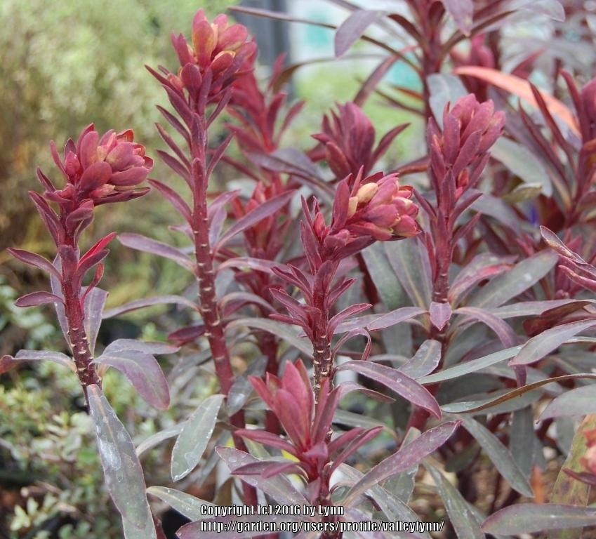 Photo of Euphorbia (Euphorbia x martini Blackbird) uploaded by valleylynn