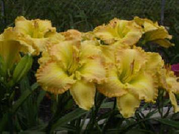 Photo of Daylily (Hemerocallis 'Westbourne Bubbling Over') uploaded by vic